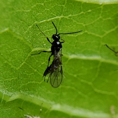 Aphidiinae