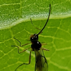 Aphidiinae