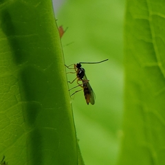 Aphidiinae