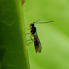 Aphidiinae