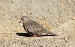 Columbina cruziana