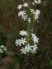 Ornithogalum pyramidale
