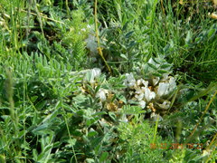 Astragalus dolichophyllus
