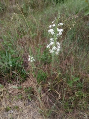Ornithogalum pyramidale