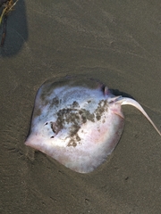 Brevitrygon imbricata