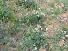 Astragalus pallescens