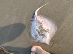 Brevitrygon imbricata