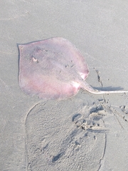 Brevitrygon imbricata