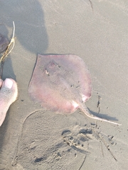 Brevitrygon imbricata