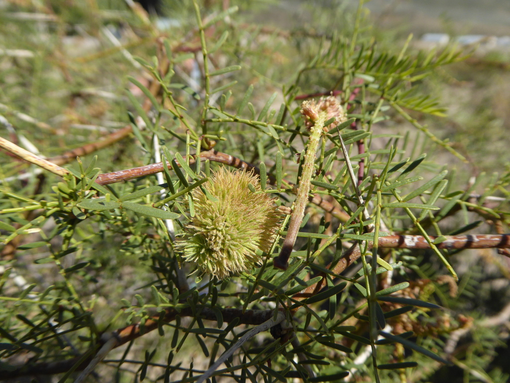 Prosopis ruizlealii Burkart 4