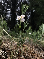Lathyrus lanszwertii