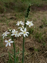 Ornithogalum pyramidale