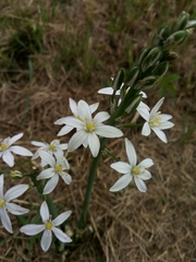 Ornithogalum pyramidale