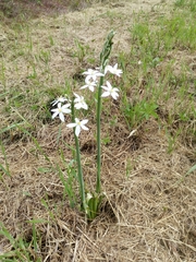 Ornithogalum pyramidale