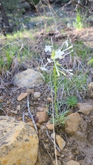 Ipomopsis aggregata candida