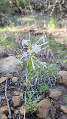 Ipomopsis aggregata candida