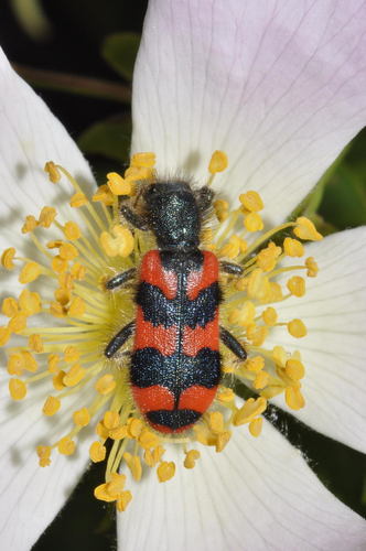 Bee-eating Beetle, photo 2 of 10