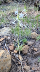 Ipomopsis aggregata candida