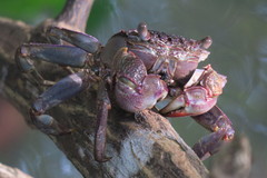 Episesarma palawanense