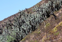 Armatocereus matucanensis