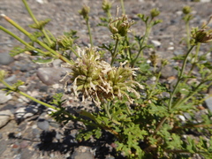 Junellia crithmifolia