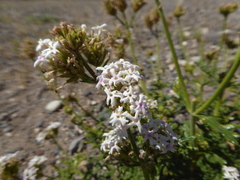 Junellia crithmifolia