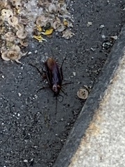 Periplaneta americana
