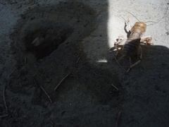 Tarbinskiellus portentosus
