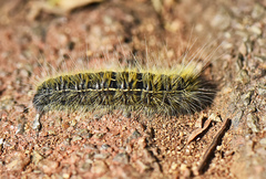 Bombycomorpha pallida