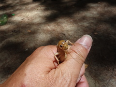 Tarbinskiellus portentosus