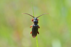 Tetropium castaneum