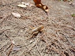 Tarbinskiellus portentosus