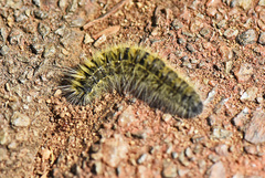 Bombycomorpha pallida
