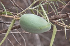 Leichhardtia australis