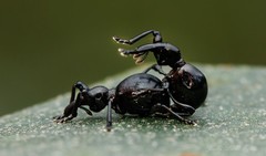 Rhynolaccus formicarius