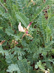 Astragalus polygala