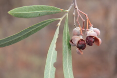 Alectryon oleifolius canescens