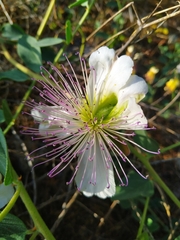 Capparis sicula