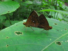 Iambrix salsala luteipalpis