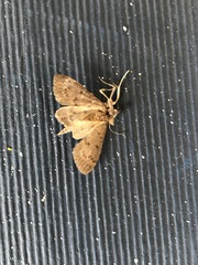 Tatobotys janapalis