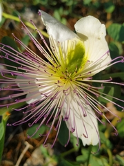 Capparis sicula