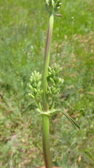 Silene densiflora