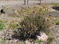 Grindelia chiloensis