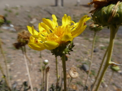 Grindelia chiloensis