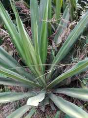 Agave sisalana