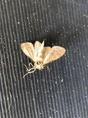 Tatobotys janapalis