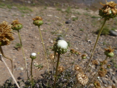 Grindelia chiloensis