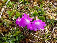 Primula clusiana