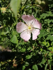 Rosa
