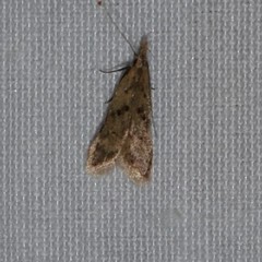 Dichomeris punctipennella